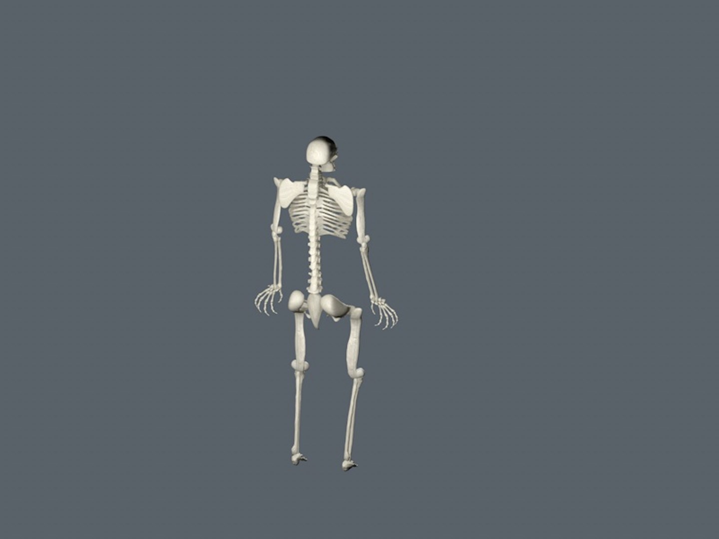 skeletal 3D model https://p.turbosquid.com/ts-thumb/kV/Ncq1dS/uM8IMJXQ/skeleton3/jpg/1508248824/1920x1080/fit_q87/ae9dd82406b6d549a35060778ae921e545bad5d9/skeleton3.jpg