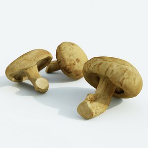 3D shiitake mushroom