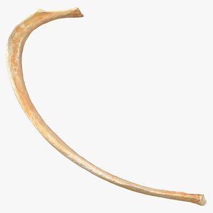 Kangaroo Red Necked Wallaby Rib T7 3D model