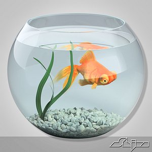 Aquarium with gold fish