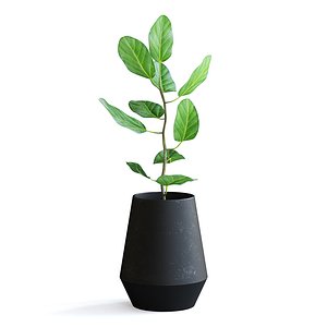 Ficus Plant II 3D model