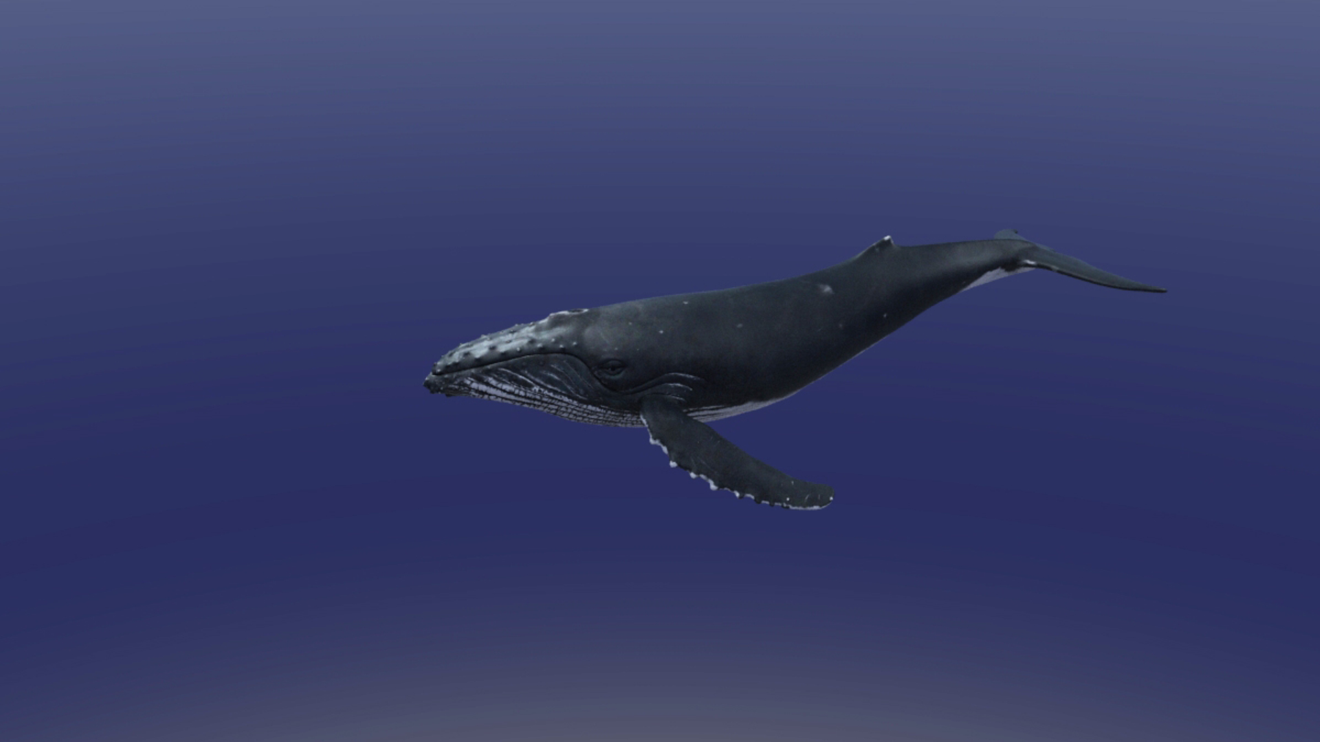 3D Humpback Whale Model - TurboSquid 1226475