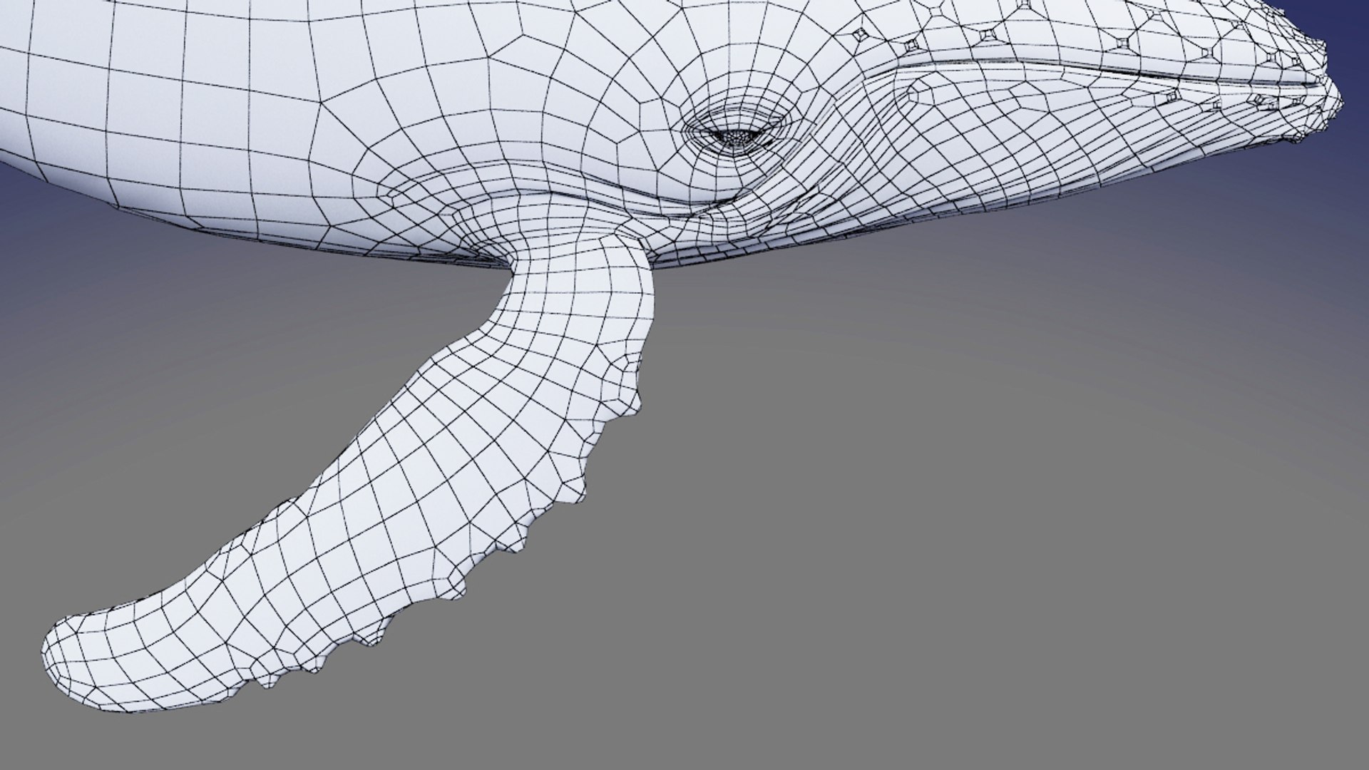 3D Humpback Whale Model - TurboSquid 1226475