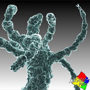 Cnidaria Hydrozoa Hydra