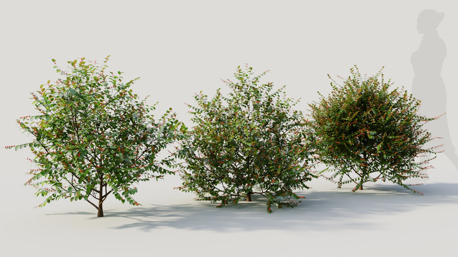 3D Breynia Vitis Idaea C Model - TurboSquid 2178244