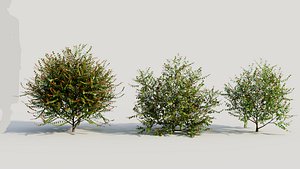 3D Breynia vitis idaea c model