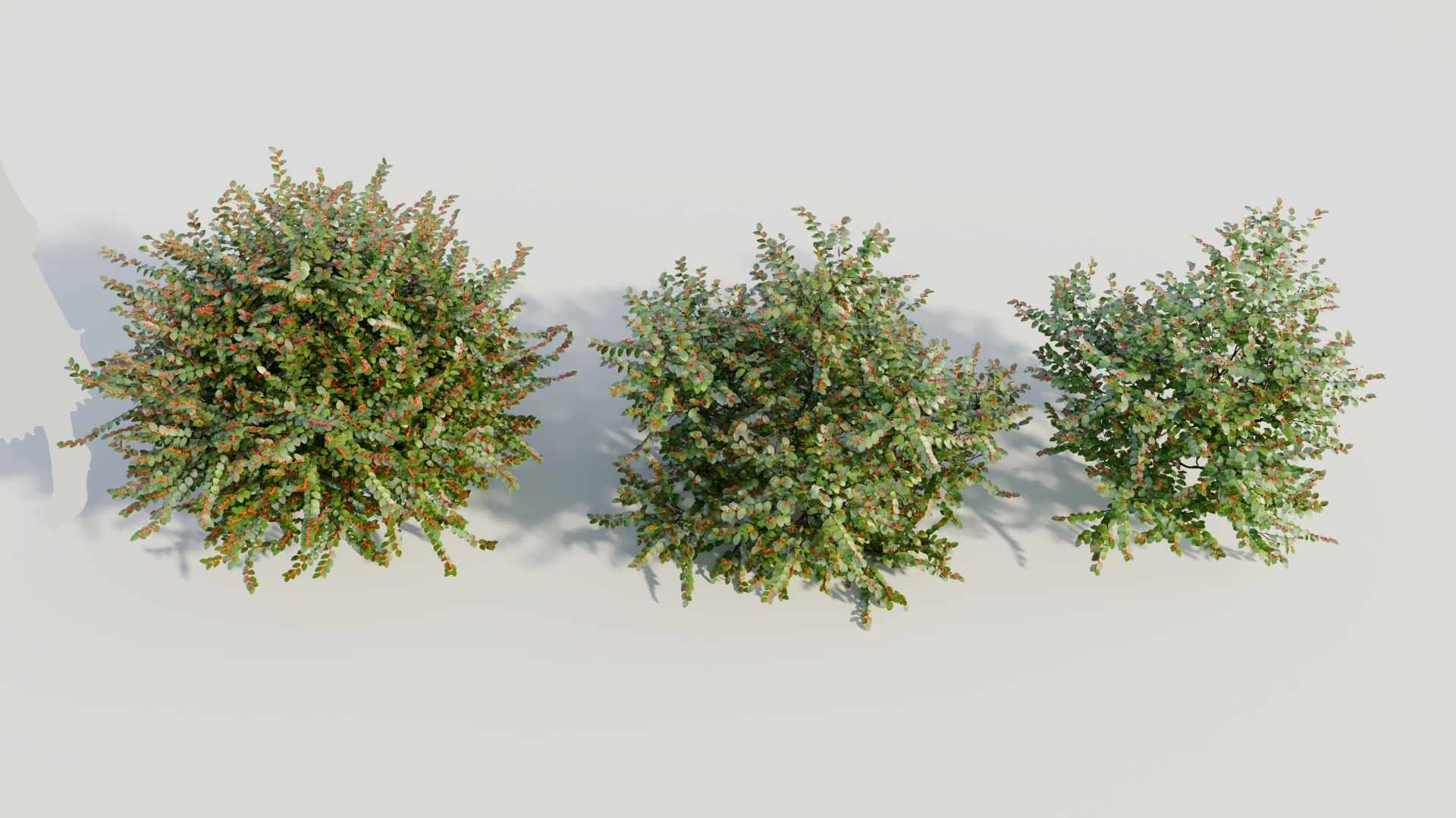 3D Breynia Vitis Idaea C Model - TurboSquid 2178244