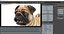 3D pug dog rigged modo model