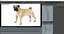 3D pug dog rigged modo model
