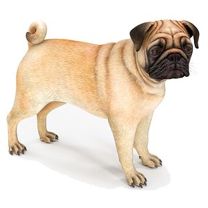 3D pug dog rigged modo model