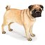 3D pug dog rigged modo model