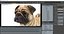 3D pug dog rigged modo model