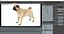 3D pug dog rigged modo model