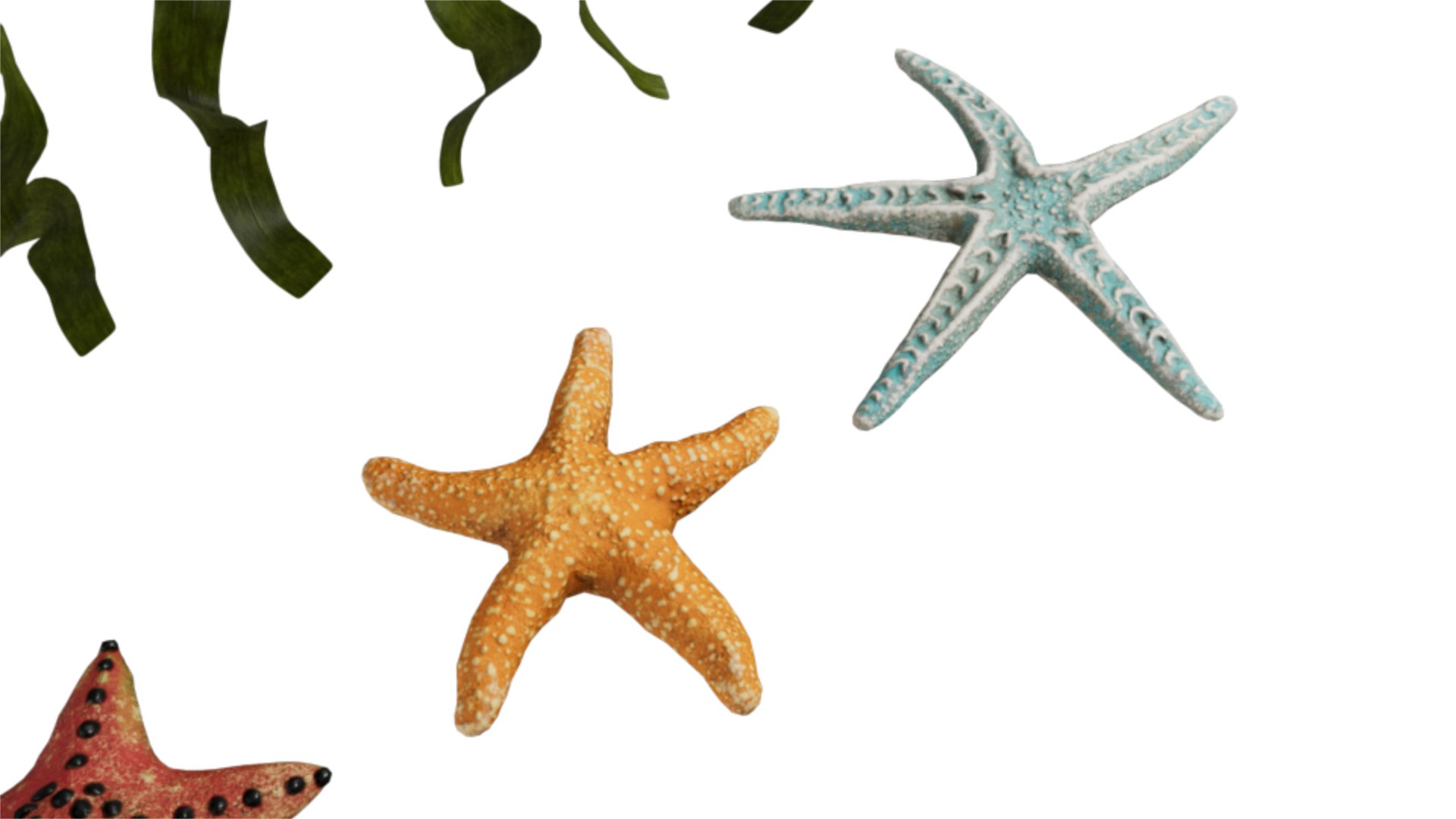 3D Starfish and Brown seaweed https://p.turbosquid.com/ts-thumb/kW/IhLOVF/cG/productimage_01/png/1742915977/1920x1080/fit_q87/a77556c365791bdef5d92048332f551a0f9989cd/productimage_01.jpg