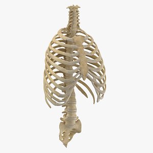 3D model human rib thoracic cage