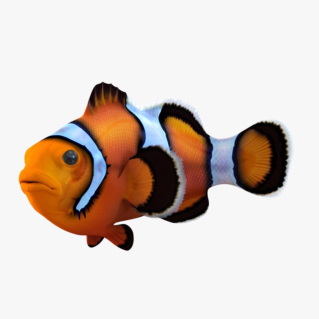 Clownfish Swimming Pose 3D model preview