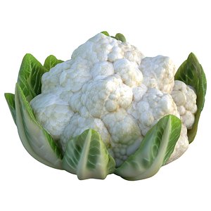 3D Cauliflower vegetable model
