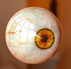 realistic human eye 3d model