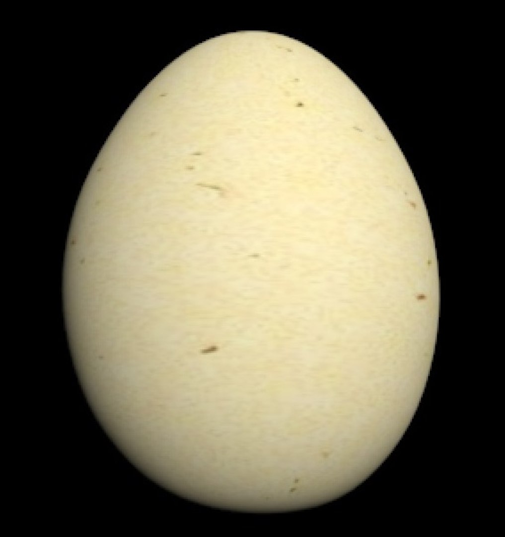 max egg https://p.turbosquid.com/ts-thumb/kW/nbvMHU/BOl3z7Ol/egg_002_2/jpg/1354707203/1920x1080/fit_q87/71983d2f56dca92c9ce5655c29fe5d3984b96bca/egg_002_2.jpg