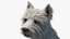 West Highland White Terrier seduto in posa per Maya