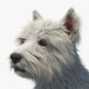West Highland White Terrier Sitting Pose Fur for Maya
