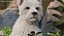 West Highland White Terrier seduto in posa per Maya