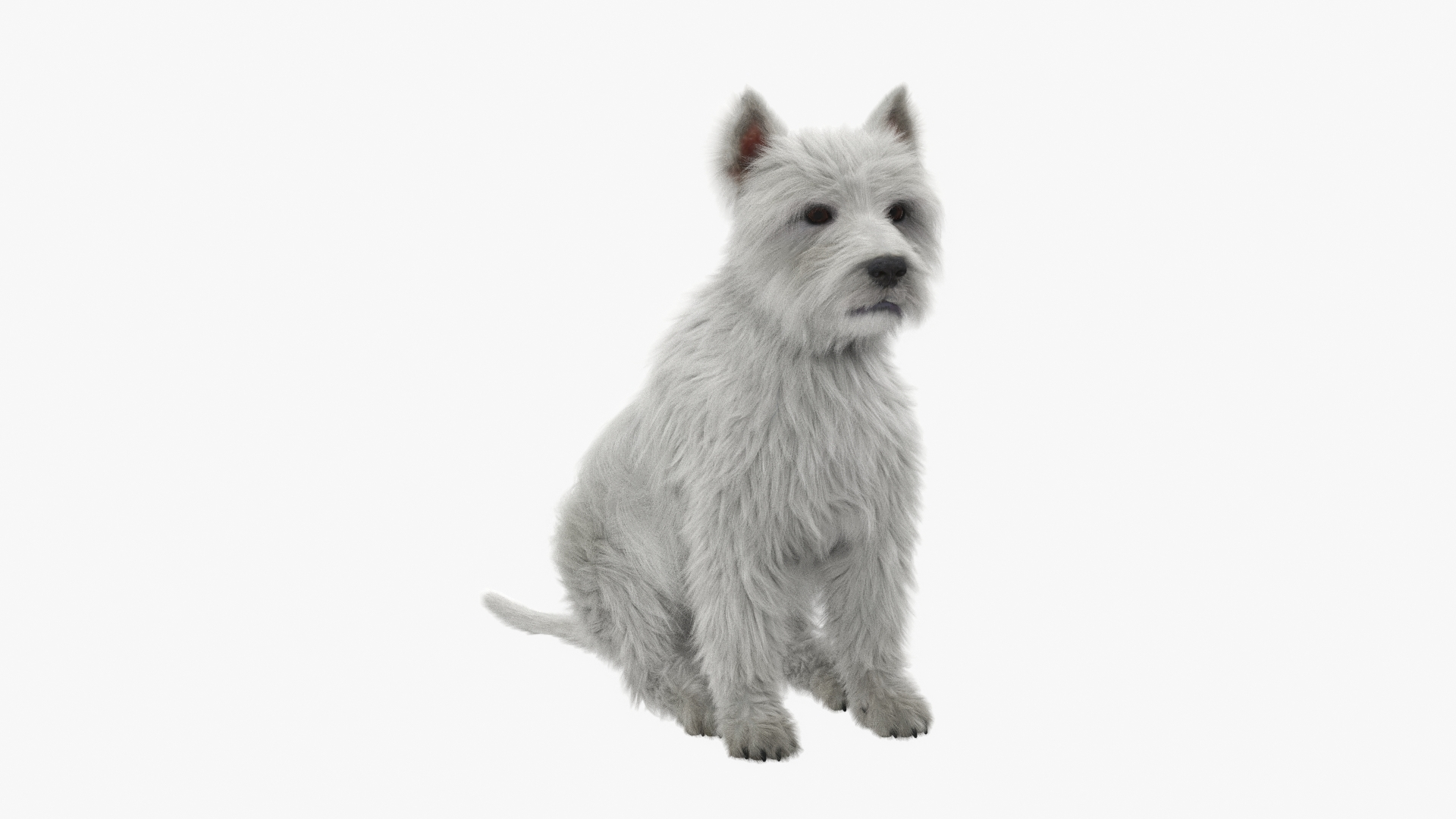 3D West Highland White Terrier Sitting Pose Fur for Maya https://p.turbosquid.com/ts-thumb/kW/o28u5e/Th/west_highland_white_terrier_sitting_pose_fur_360/jpg/1750612155/1920x1080/turn_fit_q99/cd93ad3e7ae8cc16ad94d54e5e30e1a978d75d94/west_highland_white_terrier_sitting_pose_fur_360-1.jpg