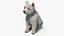 West Highland White Terrier seduto in posa per Maya
