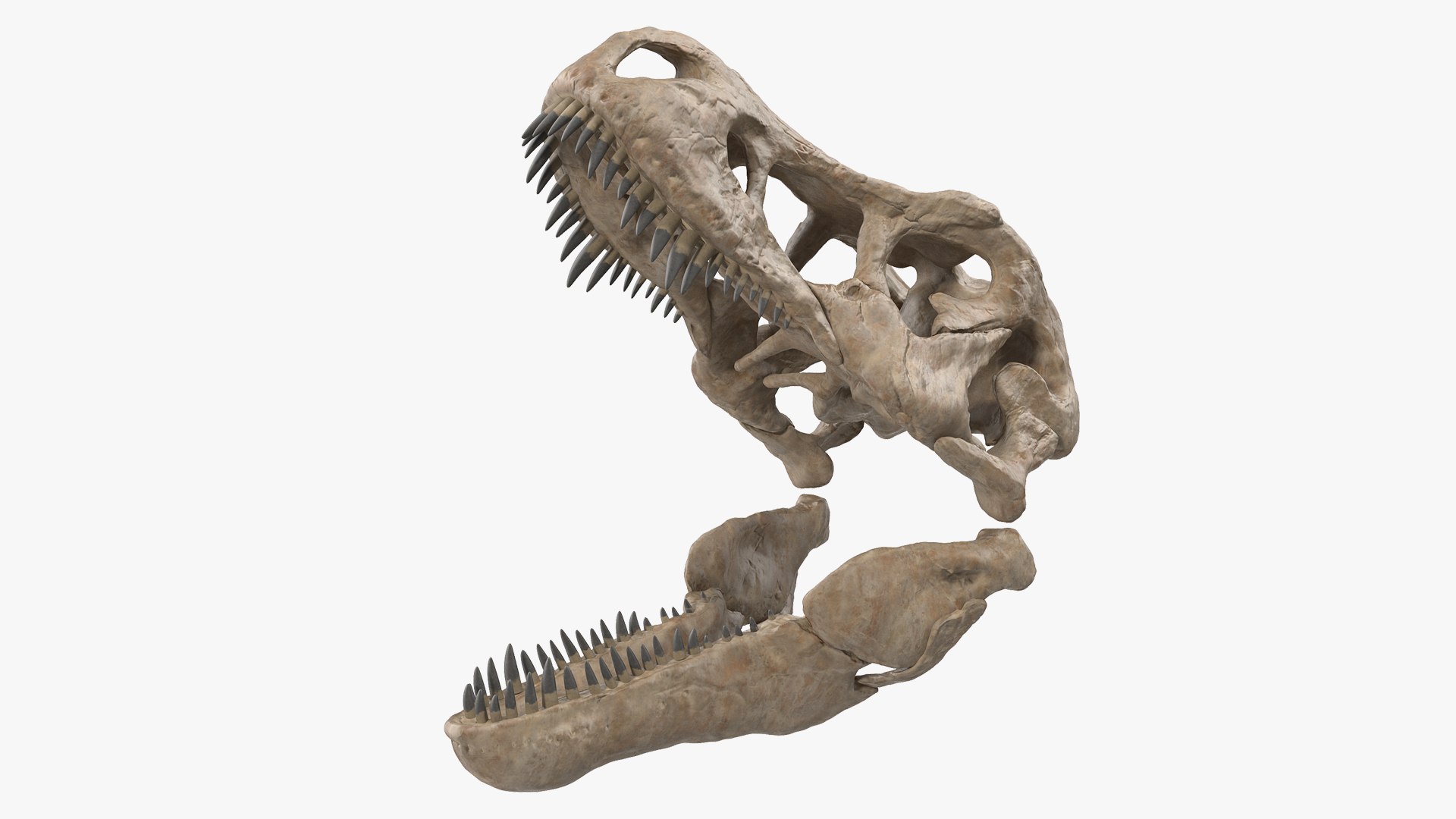 tyrannosaurus rex skeleton fossil 3D model https://p.turbosquid.com/ts-thumb/kW/sKibLm/1qT4kZPD/tyrannosaurusrexskeletonfossilwithskinvray3dmodel014/jpg/1576151404/1920x1080/fit_q87/eff24d97b1581e3cf14dbc18f3331551dad8ddfc/tyrannosaurusrexskeletonfossilwithskinvray3dmodel014.jpg