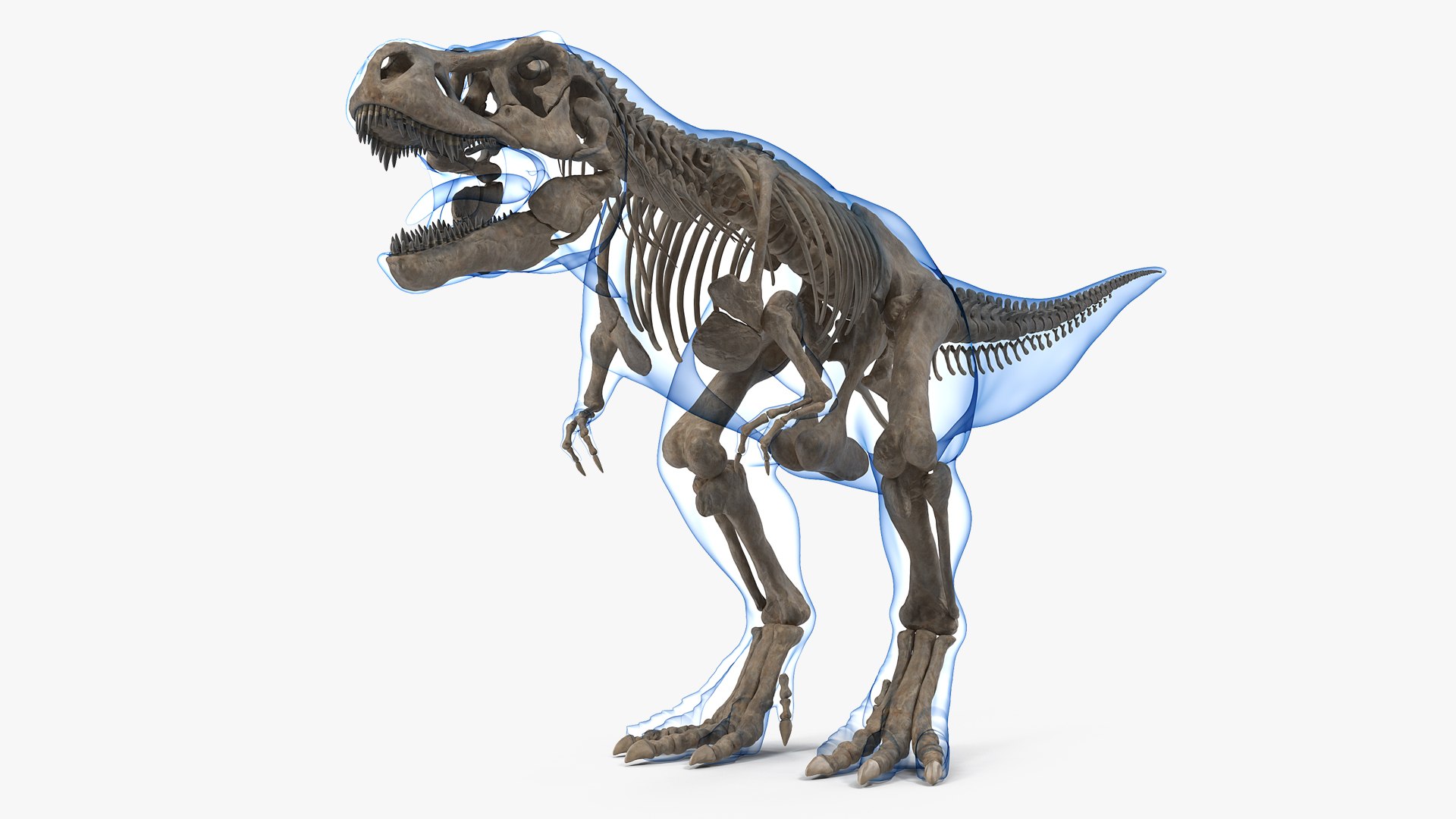 Tyrannosaurus Rex Skeleton Fossil with Skin 3D model preview
