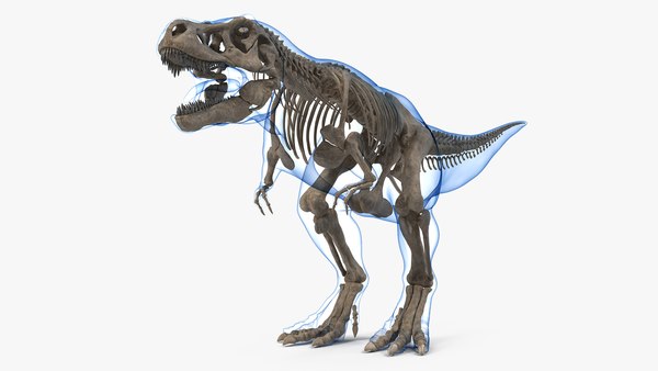 ティラノサウルスレックスの化石 ティラノサウルス - Wikipedia
