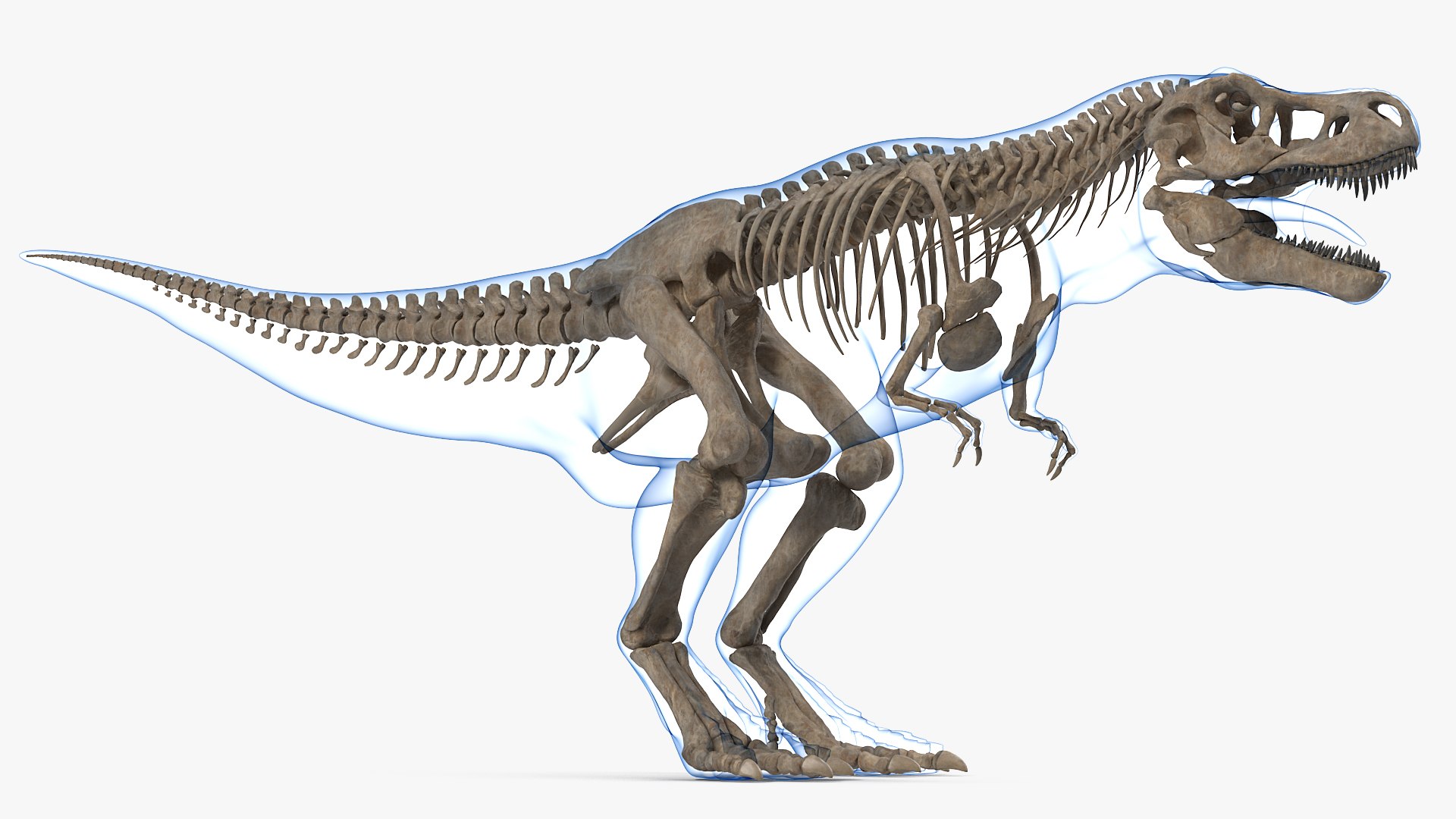 tyrannosaurus rex skeleton fossil 3D model https://p.turbosquid.com/ts-thumb/kW/sKibLm/TuuqGFTx/tyrannosaurusrexskeletonfossilwithskinvray3dmodel008/jpg/1576151404/1920x1080/fit_q87/990e89d569e6c87e55adfa3eb7cb1d03ded75dbd/tyrannosaurusrexskeletonfossilwithskinvray3dmodel008.jpg