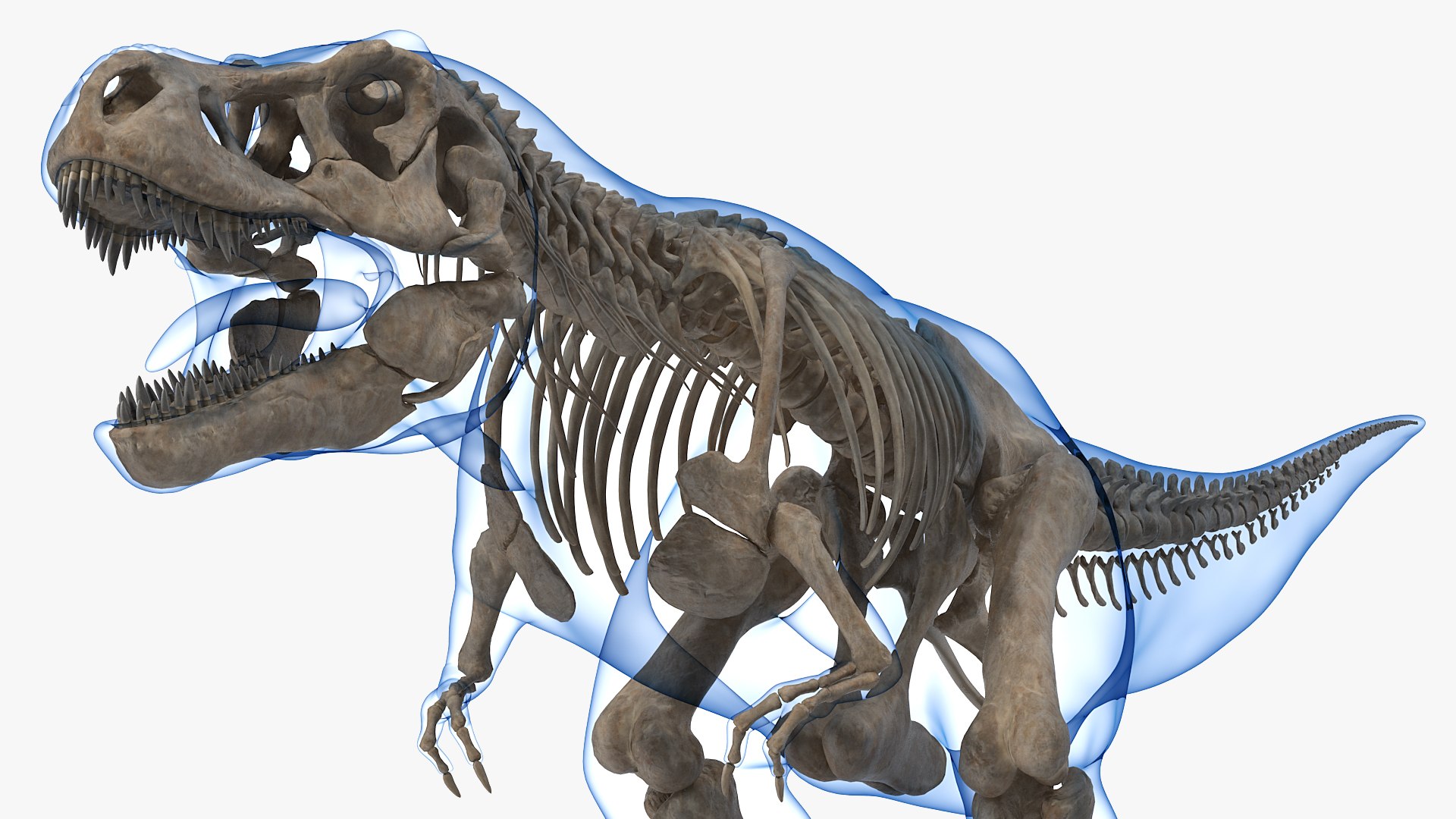 tyrannosaurus rex skeleton fossil 3D model https://p.turbosquid.com/ts-thumb/kW/sKibLm/VBwGs69h/tyrannosaurusrexskeletonfossilwithskinvray3dmodel003/jpg/1576151404/1920x1080/fit_q87/d4ff8057eb6502deea692a34a8603661e9d27e19/tyrannosaurusrexskeletonfossilwithskinvray3dmodel003.jpg