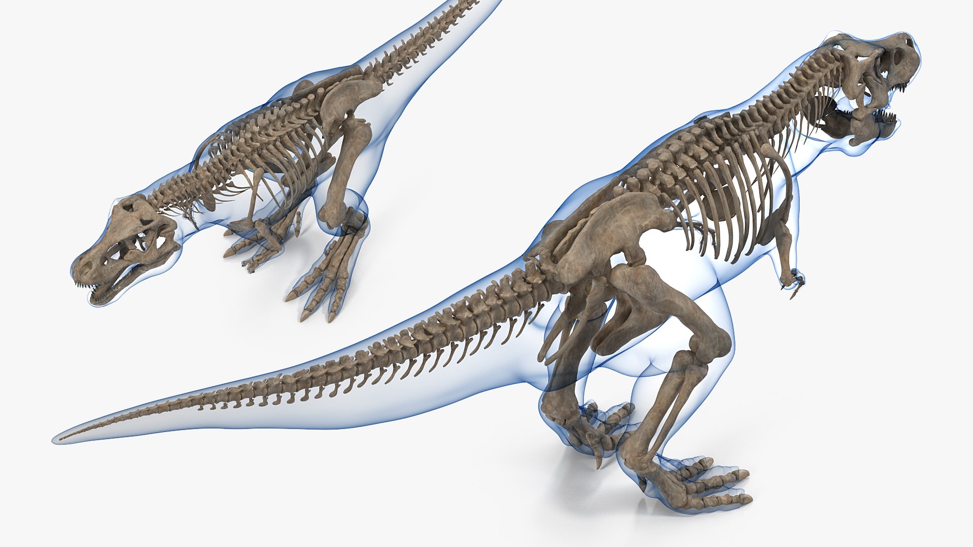 tyrannosaurus rex skeleton fossil 3D model https://p.turbosquid.com/ts-thumb/kW/sKibLm/XKaZqMwA/tyrannosaurusrexskeletonfossilwithskinvray3dmodel011/jpg/1576151404/1920x1080/fit_q87/44d1c091fba0ab1fba9a9be2496282695851c37b/tyrannosaurusrexskeletonfossilwithskinvray3dmodel011.jpg