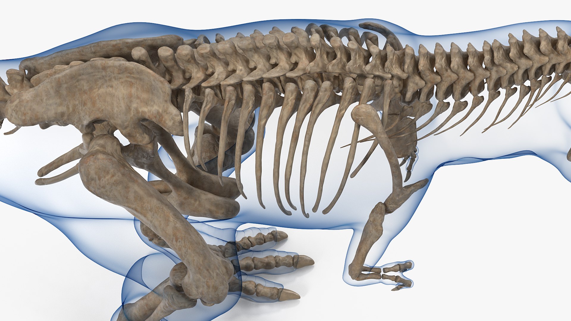 tyrannosaurus rex skeleton fossil 3D model https://p.turbosquid.com/ts-thumb/kW/sKibLm/mQLMZpgI/tyrannosaurusrexskeletonfossilwithskinvray3dmodel010/jpg/1576151404/1920x1080/fit_q87/be616b2afb5d73ae890ce952b7e05aaf9965adf3/tyrannosaurusrexskeletonfossilwithskinvray3dmodel010.jpg