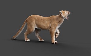 3D model Puma