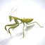 Mantis