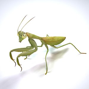 Mantis