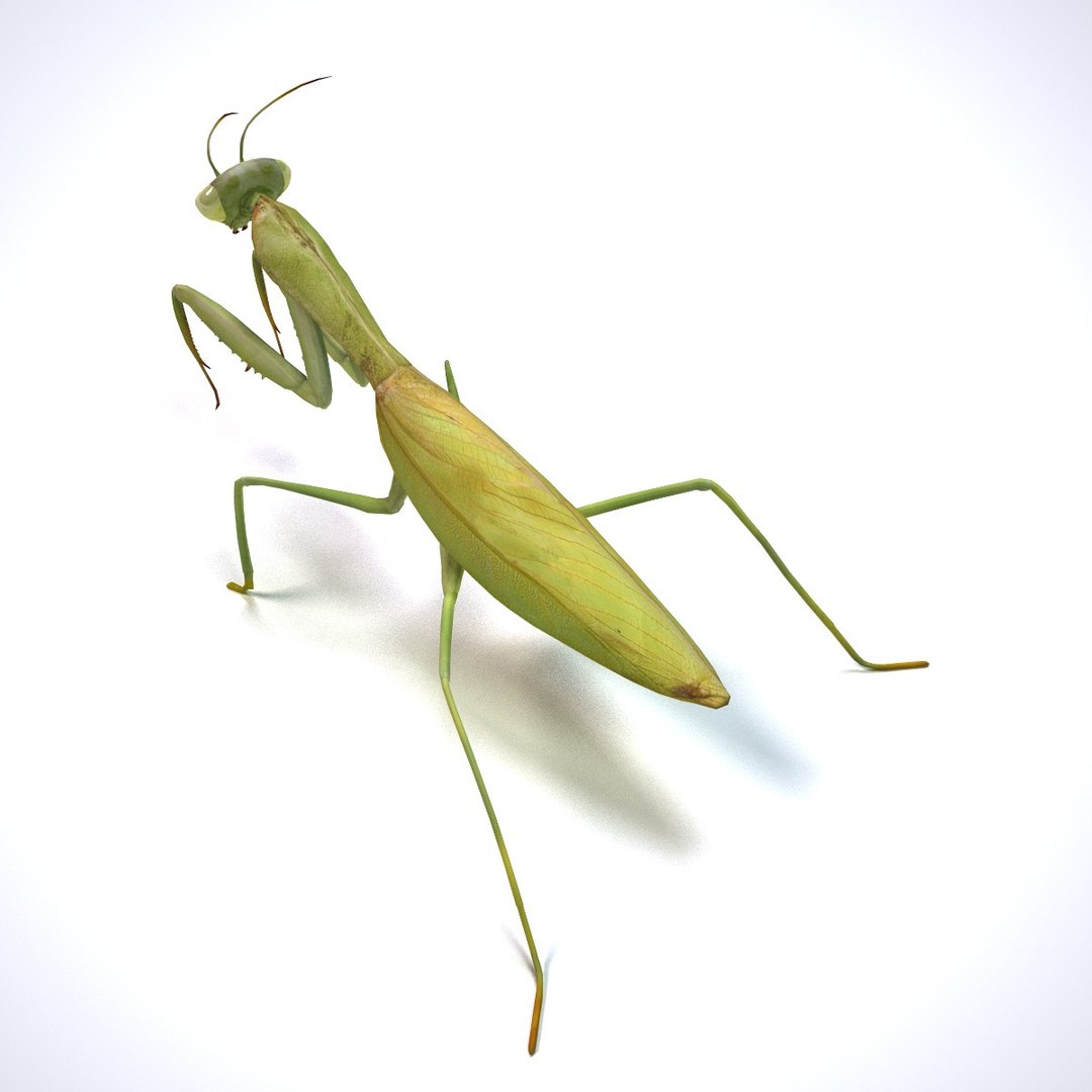 mantis 3d model https://p.turbosquid.com/ts-thumb/kX/225FZS/VcmtEHi5/mantis3/jpg/1445256540/1920x1080/fit_q87/1e6547158ca4bd468f18bd37f42e6c94d32a894e/mantis3.jpg