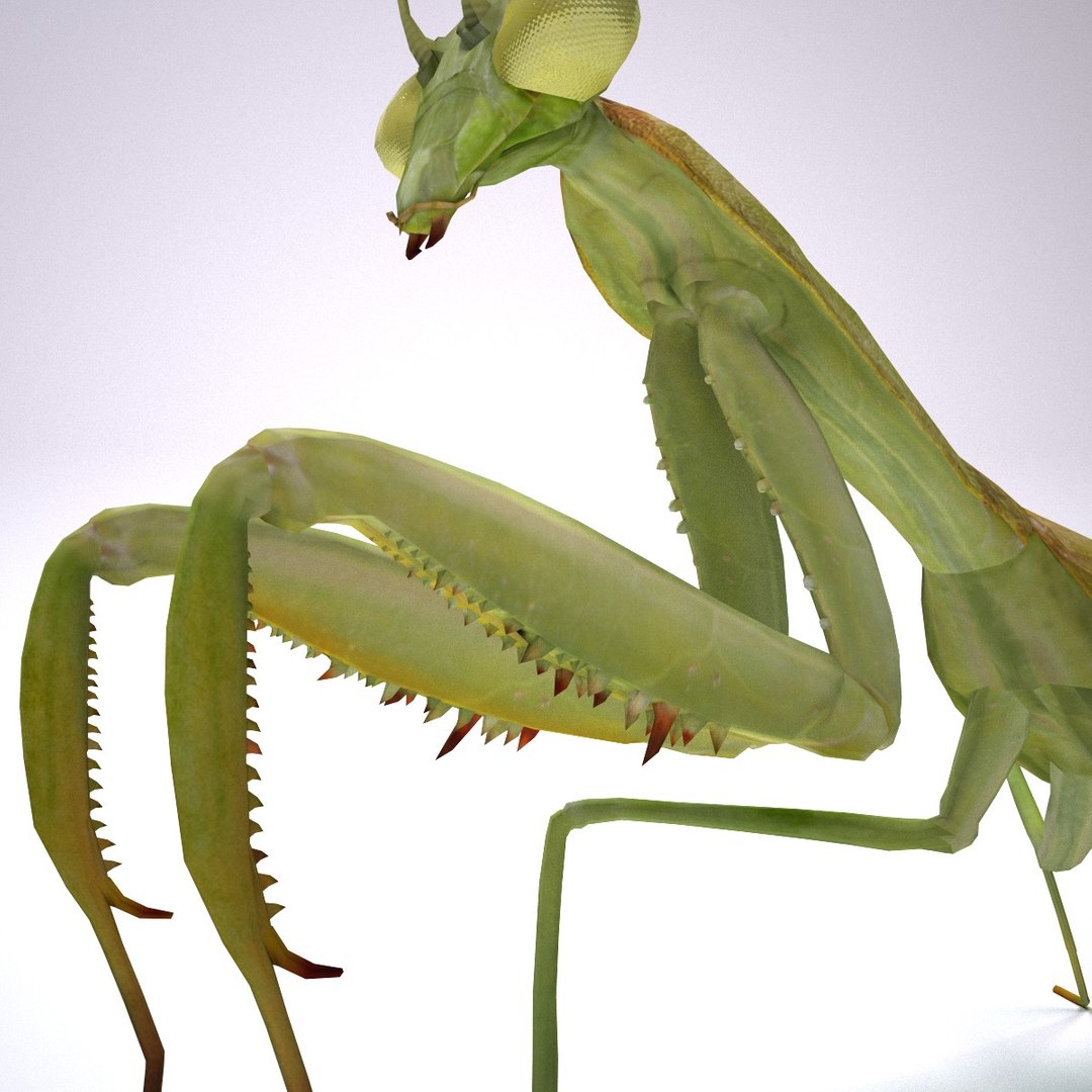 mantis 3d model https://p.turbosquid.com/ts-thumb/kX/225FZS/gNEnO1UM/mantis7/jpg/1445256540/1920x1080/fit_q87/6e4ddc52f8f5c965e5387362f9a7062d2ab81286/mantis7.jpg
