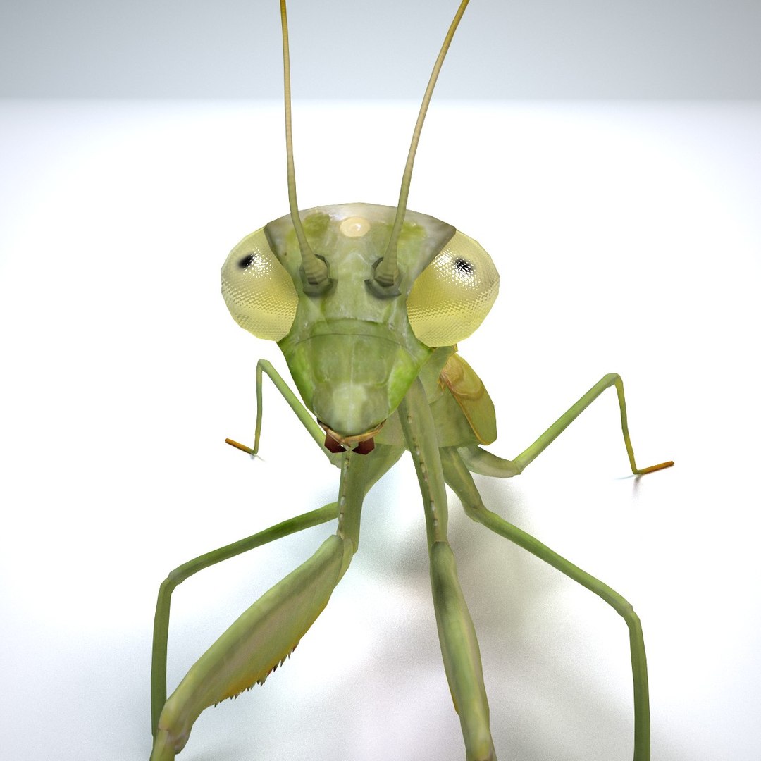 mantis 3d model https://p.turbosquid.com/ts-thumb/kX/225FZS/gijoSYaB/mantis2/jpg/1445256540/1920x1080/fit_q87/07e064d65a69a3ba5fc90342395bc6a803d13335/mantis2.jpg