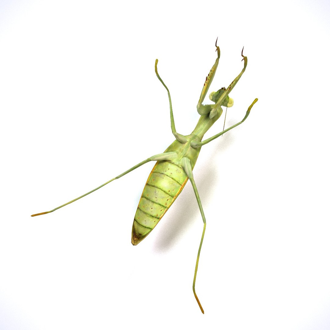 mantis 3d model https://p.turbosquid.com/ts-thumb/kX/225FZS/ofiSsDKH/mantis4/jpg/1445256540/1920x1080/fit_q87/0c0e4a3251b4a50aad2e7b72b4223a8aacf86ca8/mantis4.jpg