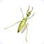 Mantis