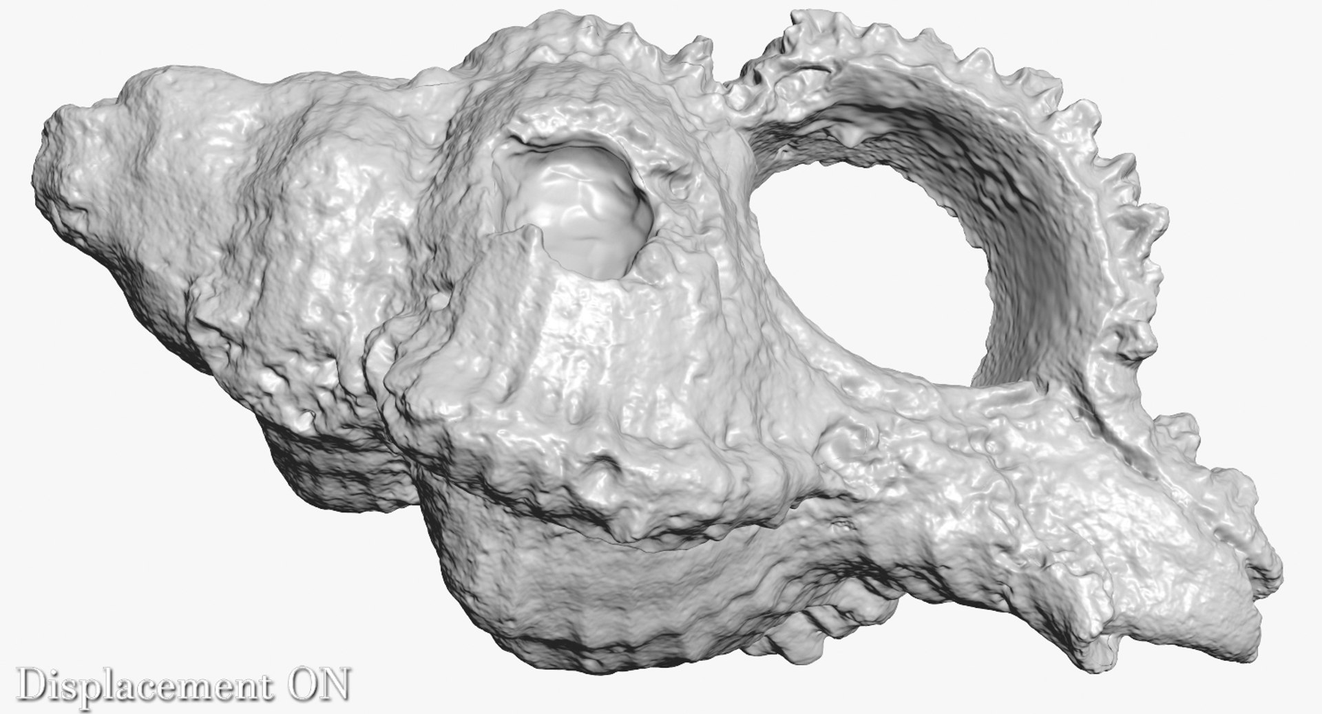 Old Sea Shell 3d Model