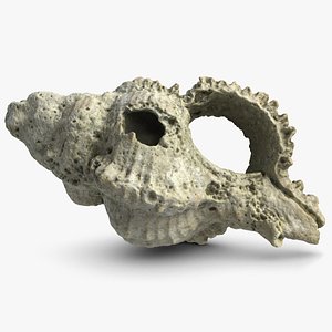 old sea shell 3d model