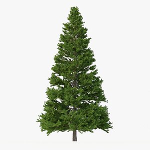 Picea Abies No 5