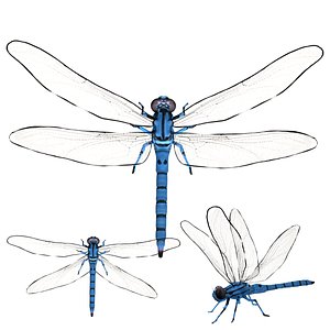 3D model Fully rigged low poly Dragonfly