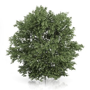 common hazel tree corylus 3d max