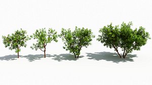 Arbutus tree 3D