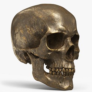 3D Human Skull Sci-fi Gold